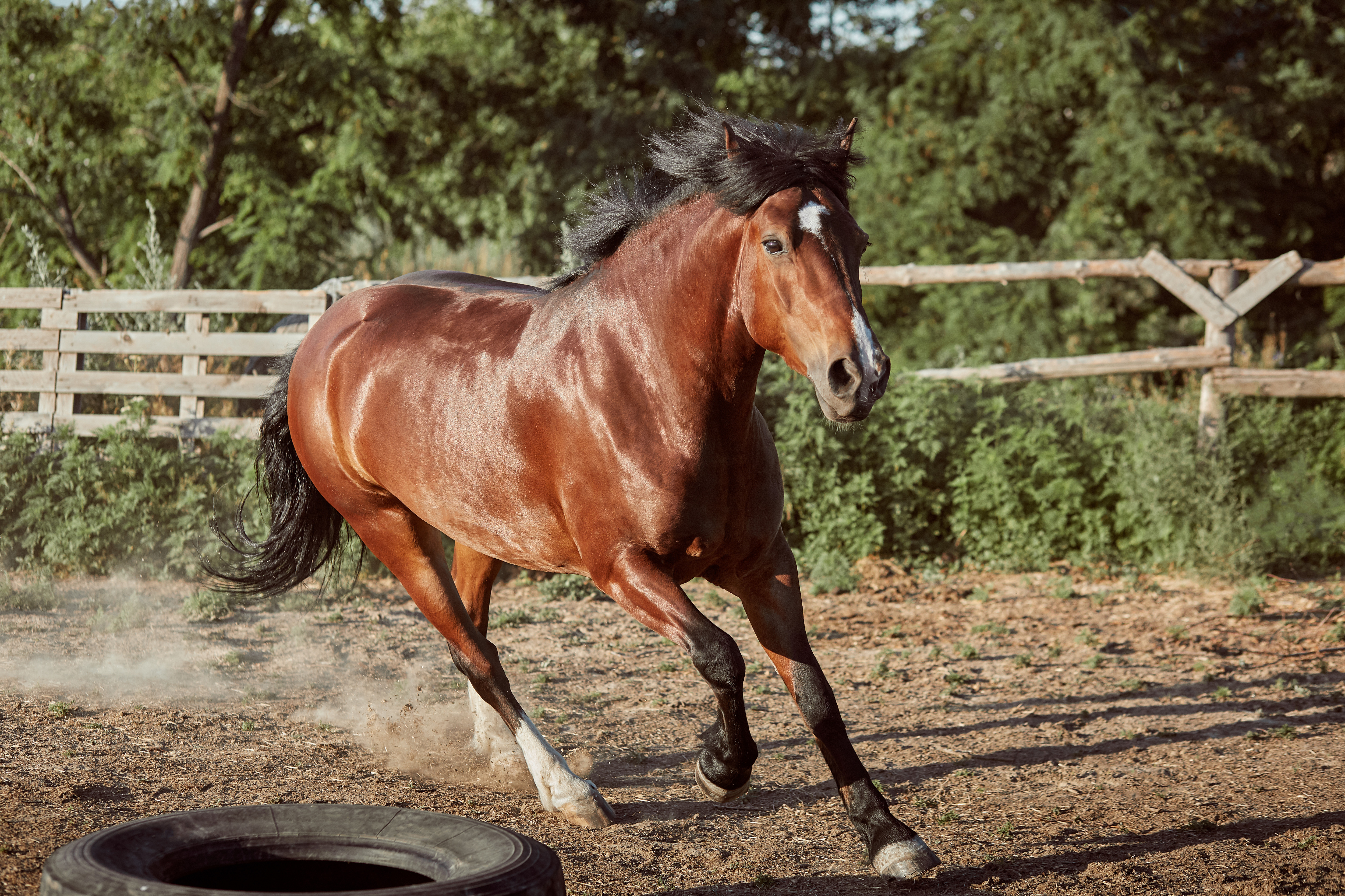 caballos