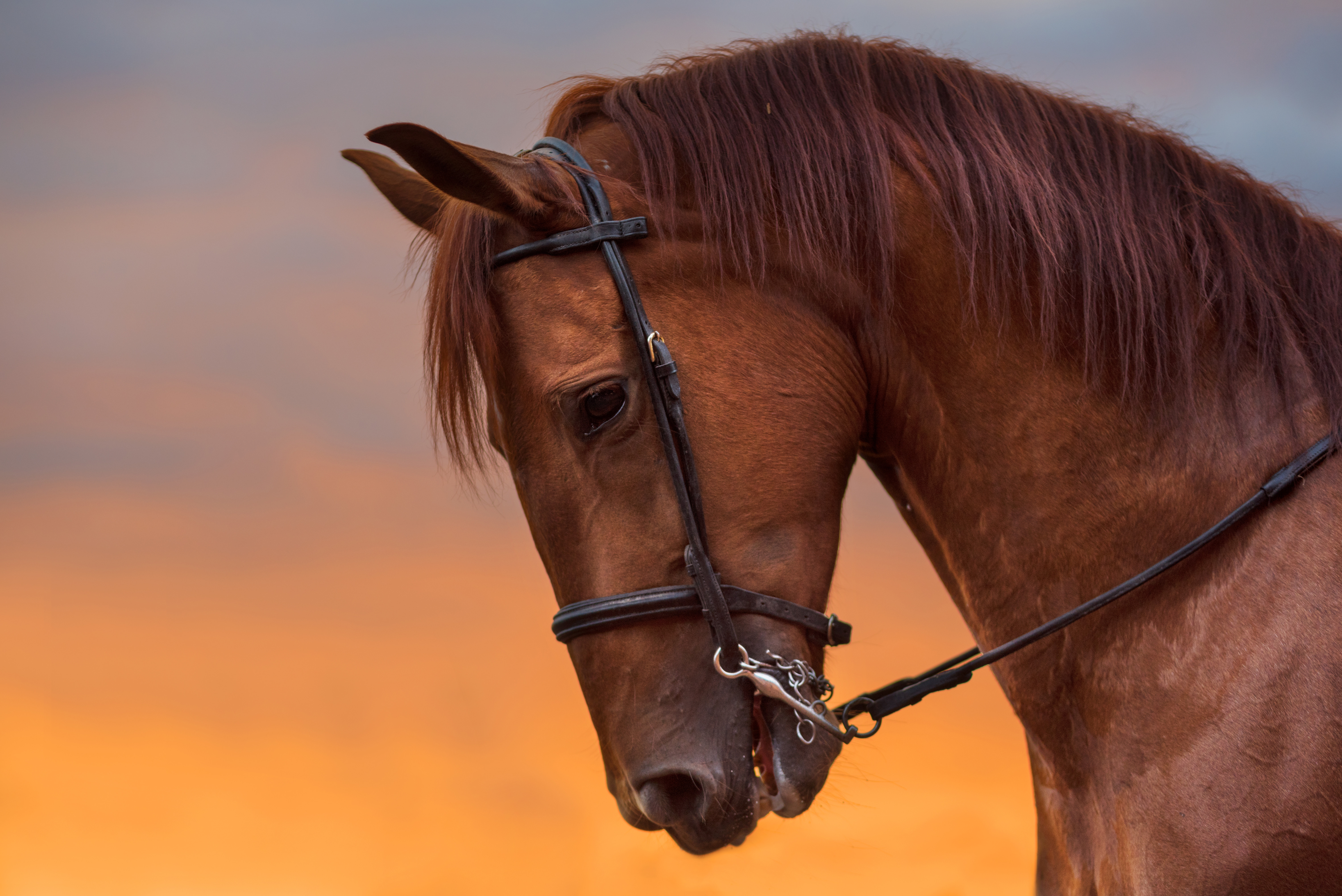 caballo triste